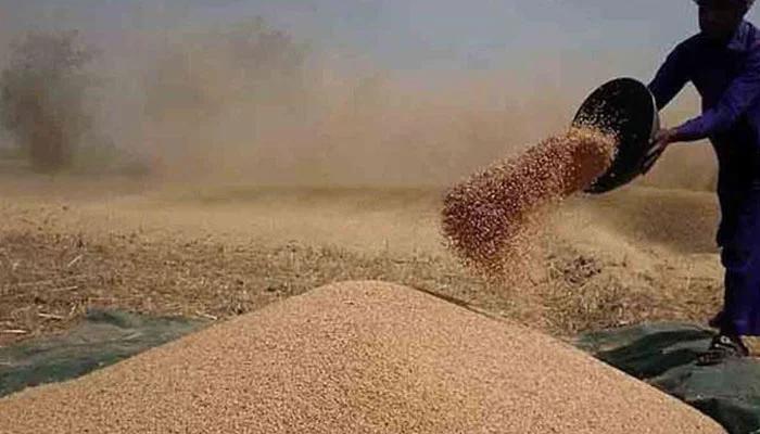 Wheat procurement issue: Punjab to issue Kisan cards to farmers
