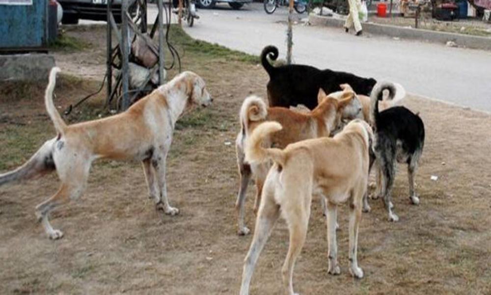 LHC orders to stop dog killing campaign