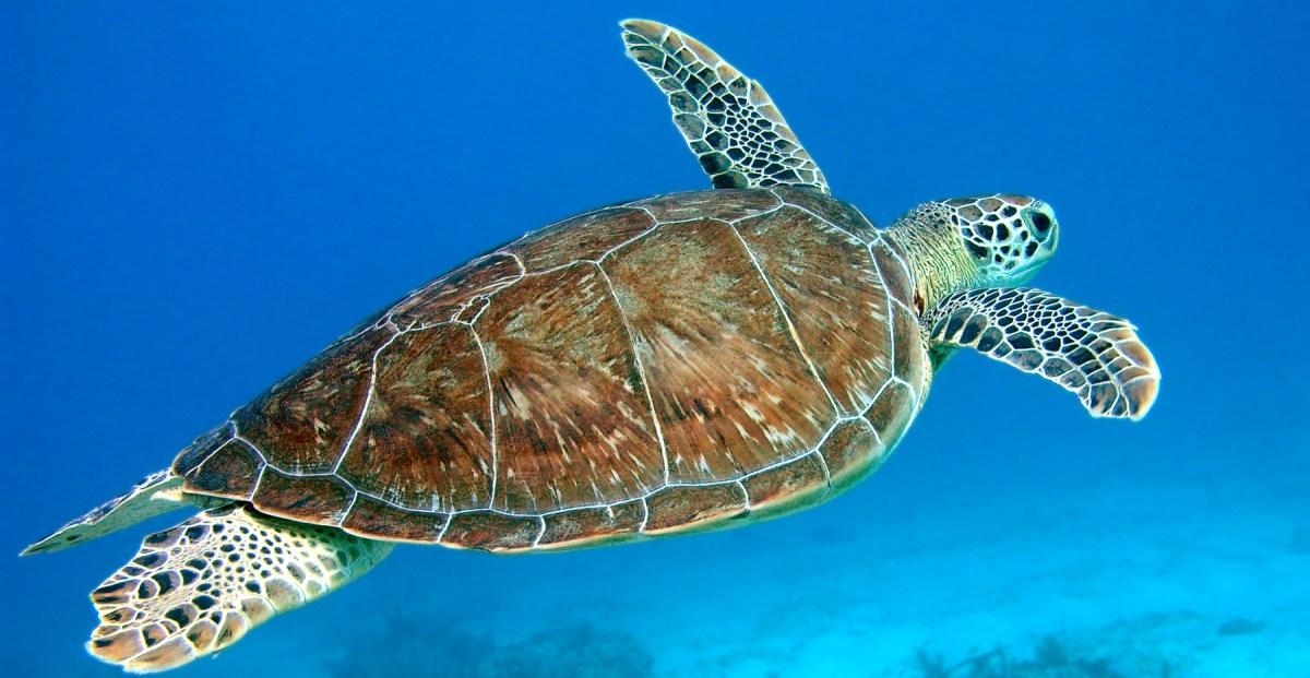 The extraordinary reason why scientists are collecting sea turtle tears