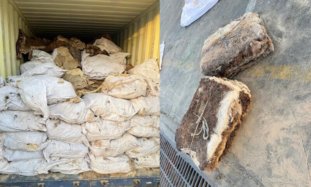 FBR foils smuggling of 14,000 donkey skins