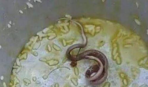 Snake found in food, over 100 kids sick in India