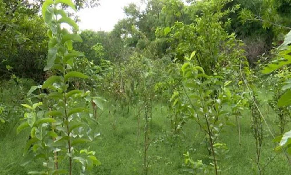 KP to plant fruit and indigenous trees
