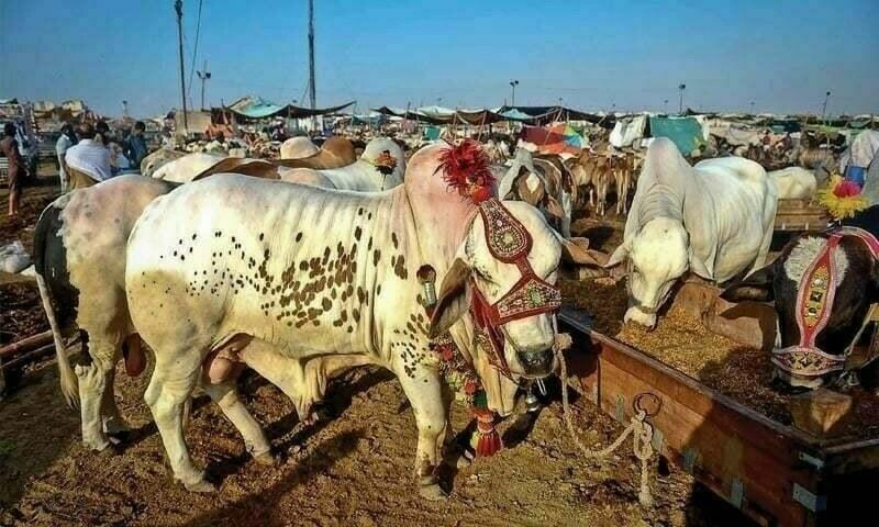 Lahore to set up six cattle markets ahead of Eidul Azha
