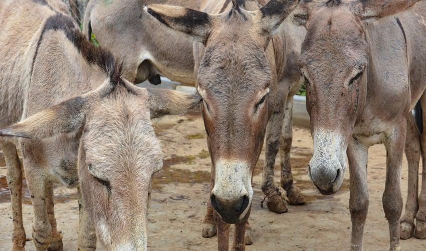 Number of donkeys increases further in Pakistan