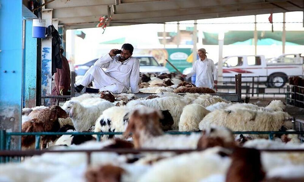 UAE warns of AED20,000 penalty for slaughtering animals at unauthorized locations