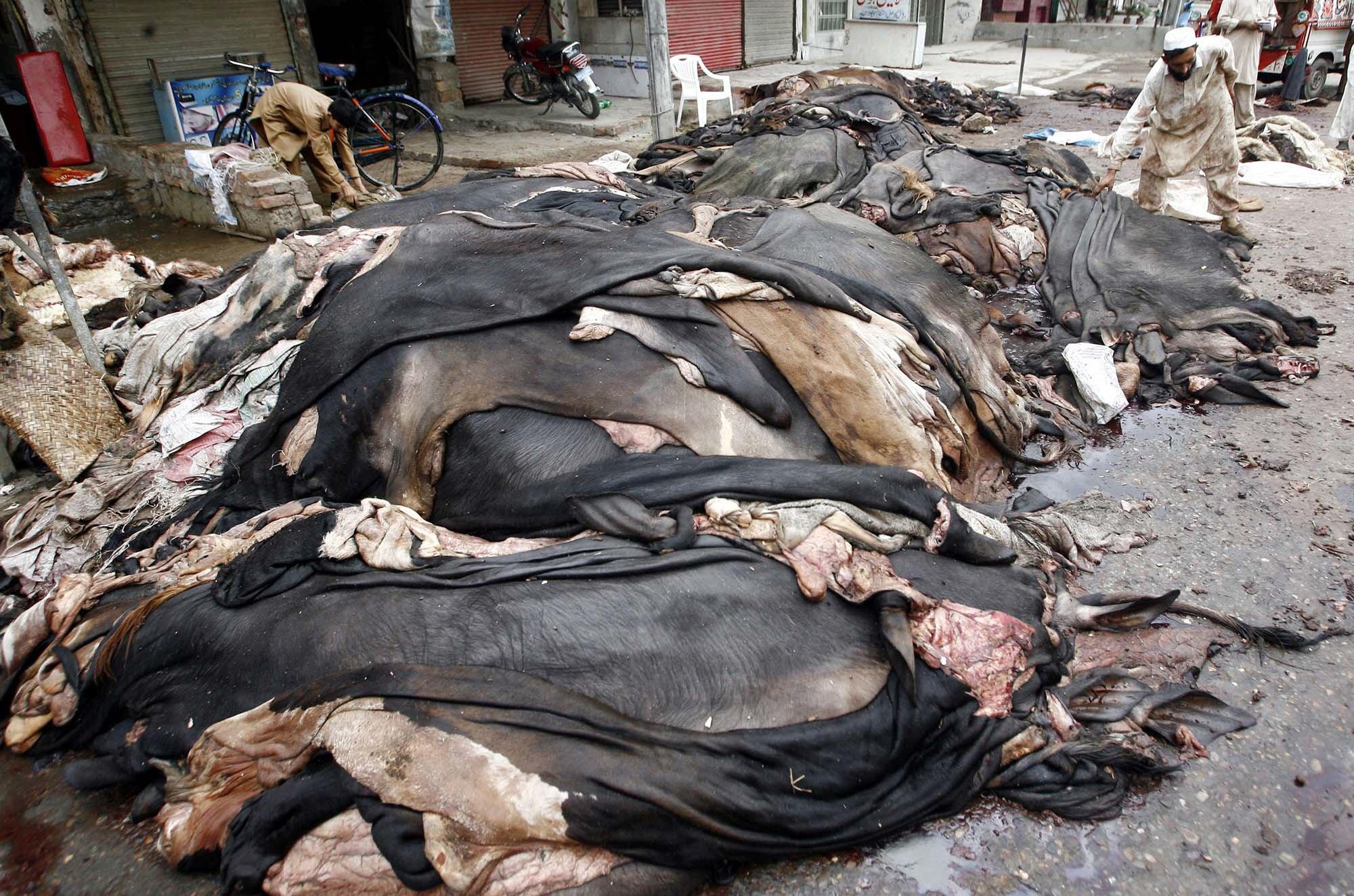 NoC mandatory: 259 entities allowed to collect hides in Rawalpindi