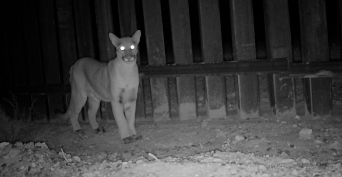 Scientists put motion cameras along the US-Mexico border to spy on wildlife. The footage is spectacular — and telling.