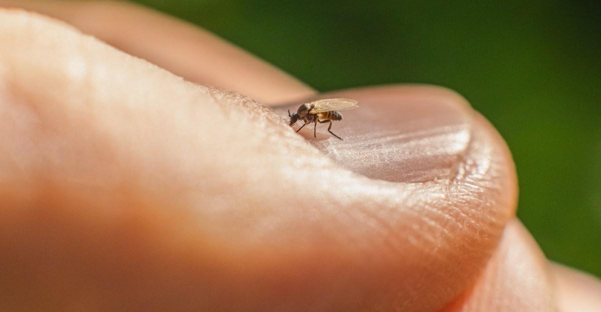 Meet the Oropouche virus. It may be visiting your city soon.