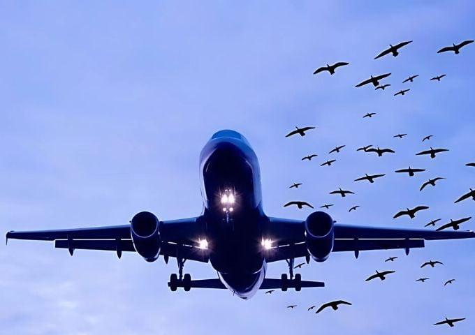 Bird strike forces Lahore-Skardu flight to return mid-air