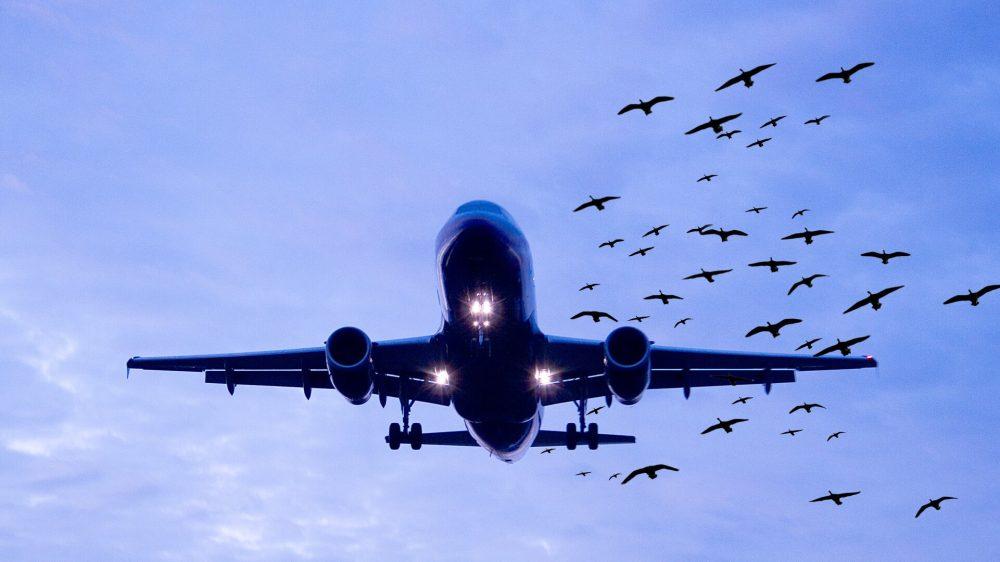 Wildlife force deployed as no-bird zones enforced near Lahore airport