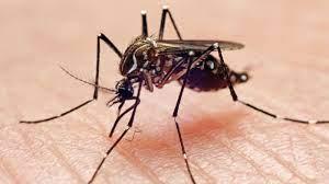 WHO warns of potential global outbreak of Chikungunya virus