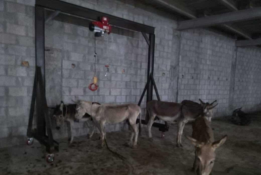 Islamabad raid uncovers 45 donkeys and 1,000 kg of meat