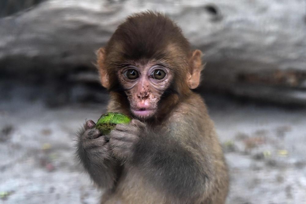 Pet monkey brutally killed in Pattoki