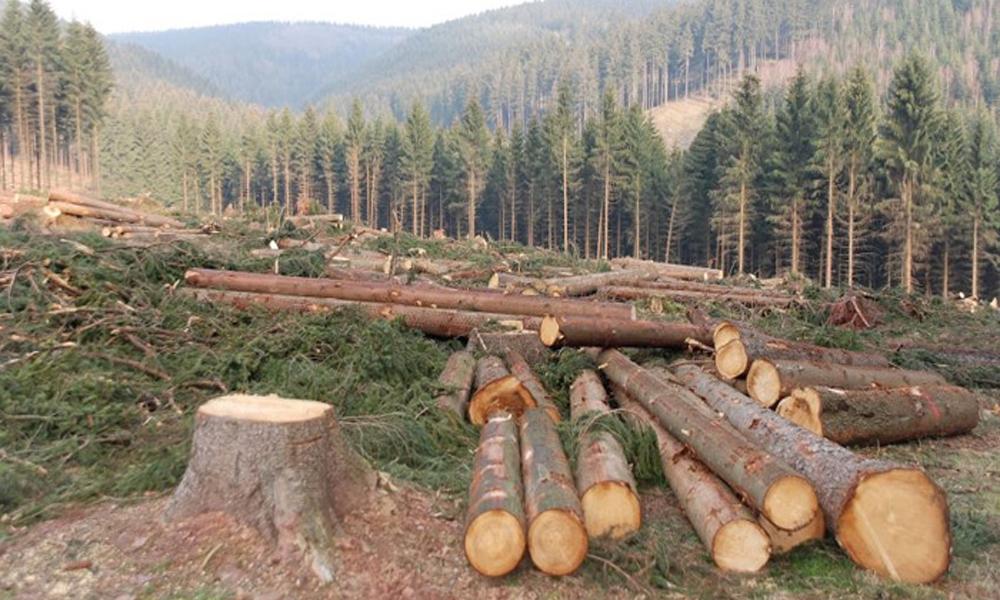 Deforestation, timber auction banned in Punjab