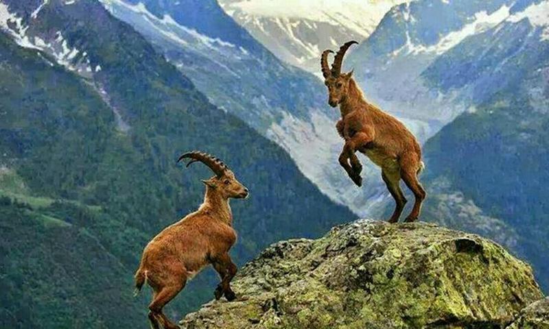پاکستان کے قومی جانور مارخور کے شکار کا پرمٹ ریکارڈ 10 کروڑ روپے میں نیلام