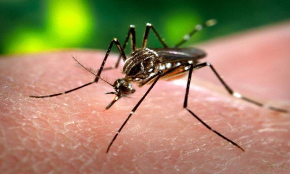 12 new dengue patients reported in Rawalpindi in 24 hours