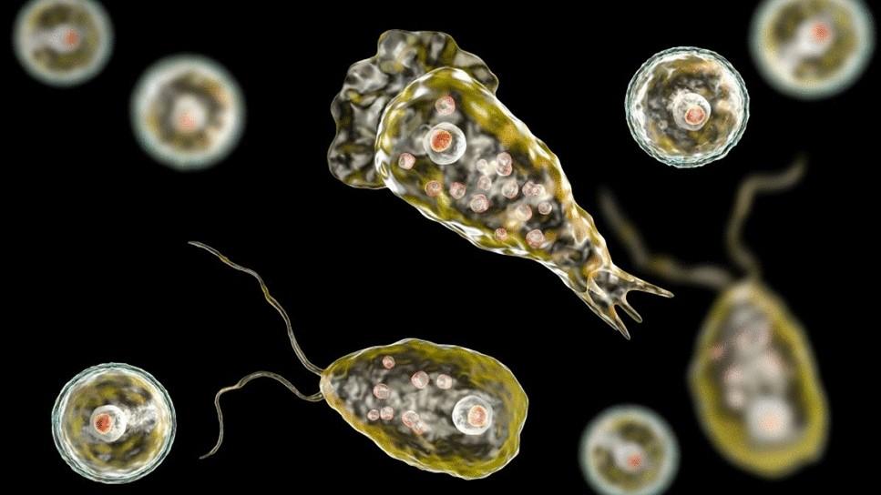 Another person dies of Naegleria in Karachi