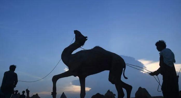 Police arrest two suspects in camel amputation case in Sukkur
