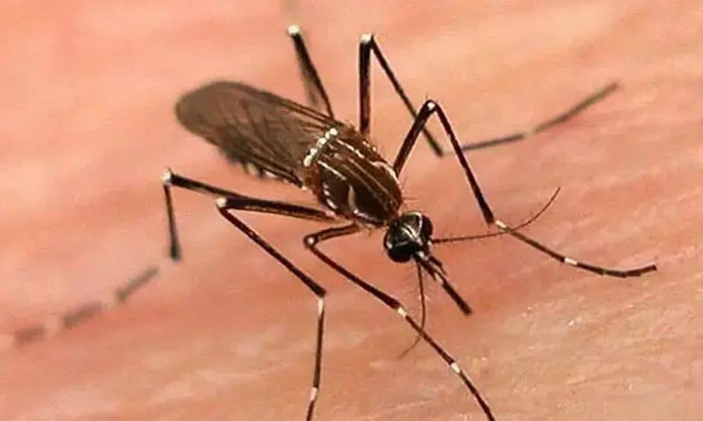 Dengue spreads rapidly in Bangladesh, 12 died, 740 new cases reported in 24 hours