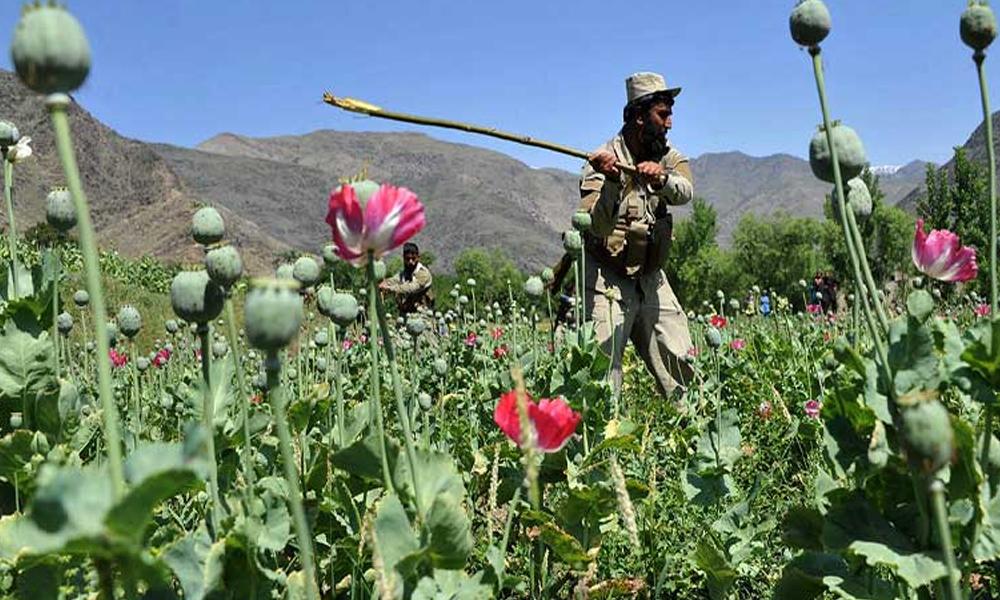 Campaign begins to eradicate drugs in Balochistan following Field Marshal’s directions