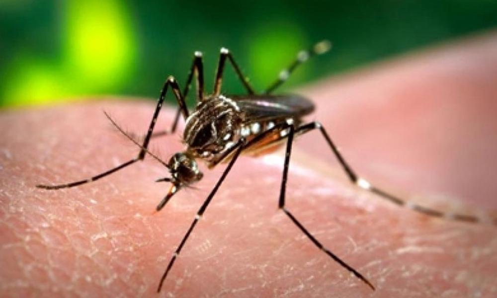 31 new dengue cases reported in Islamabad in 24 hours