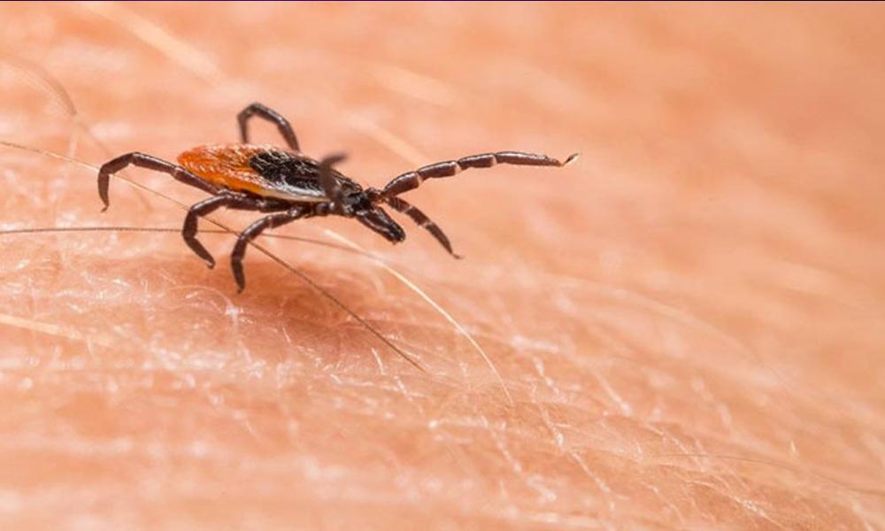 Congo virus claims another life in Karachi