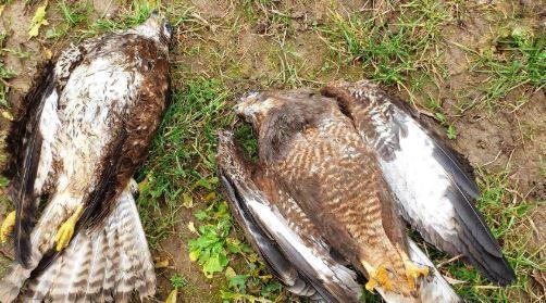 Crackdown on illegal hunting: Blue bull rescued, falcon hunters fined in Punjab