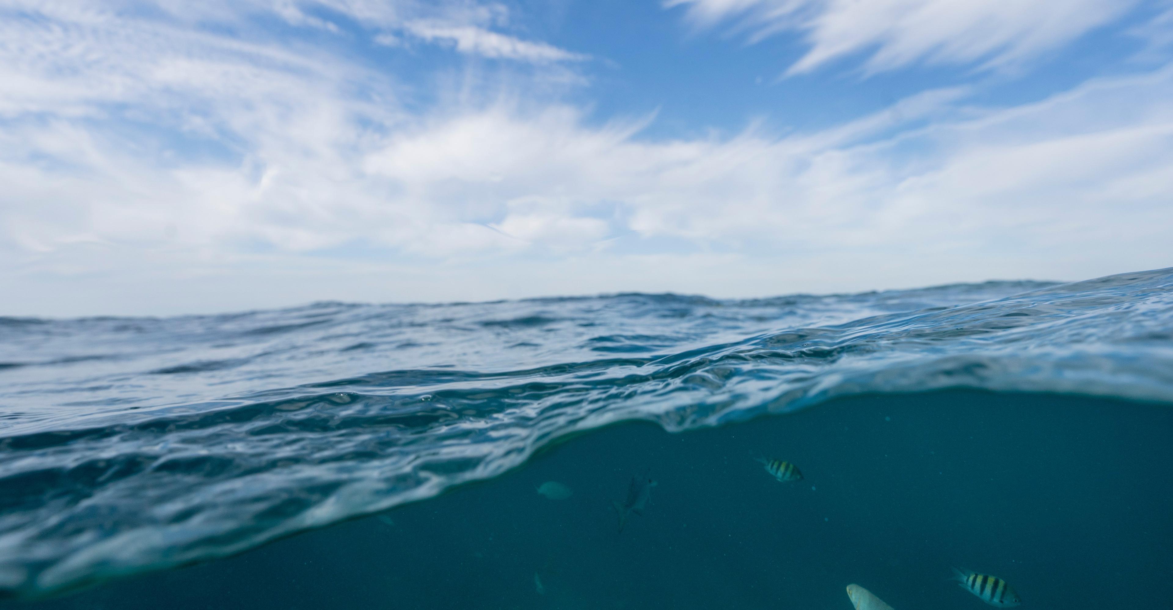 What scientists saw underwater in Florida left them “shocked” — and devastated