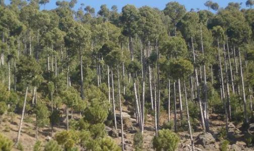 جنگلات کا تحفظ، پنجاب میں فارسٹ (ترمیمی) ایکٹ 2025 نافذ کر دیاگیا