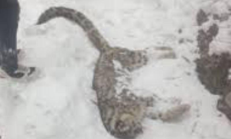 Elderly snow leopard dies naturally in Chitral, officials confirm