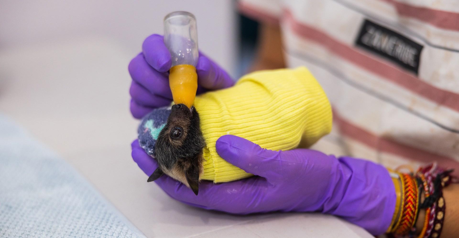 Meet the unbearably cute patients at this one-of-a-kind hospital for bats