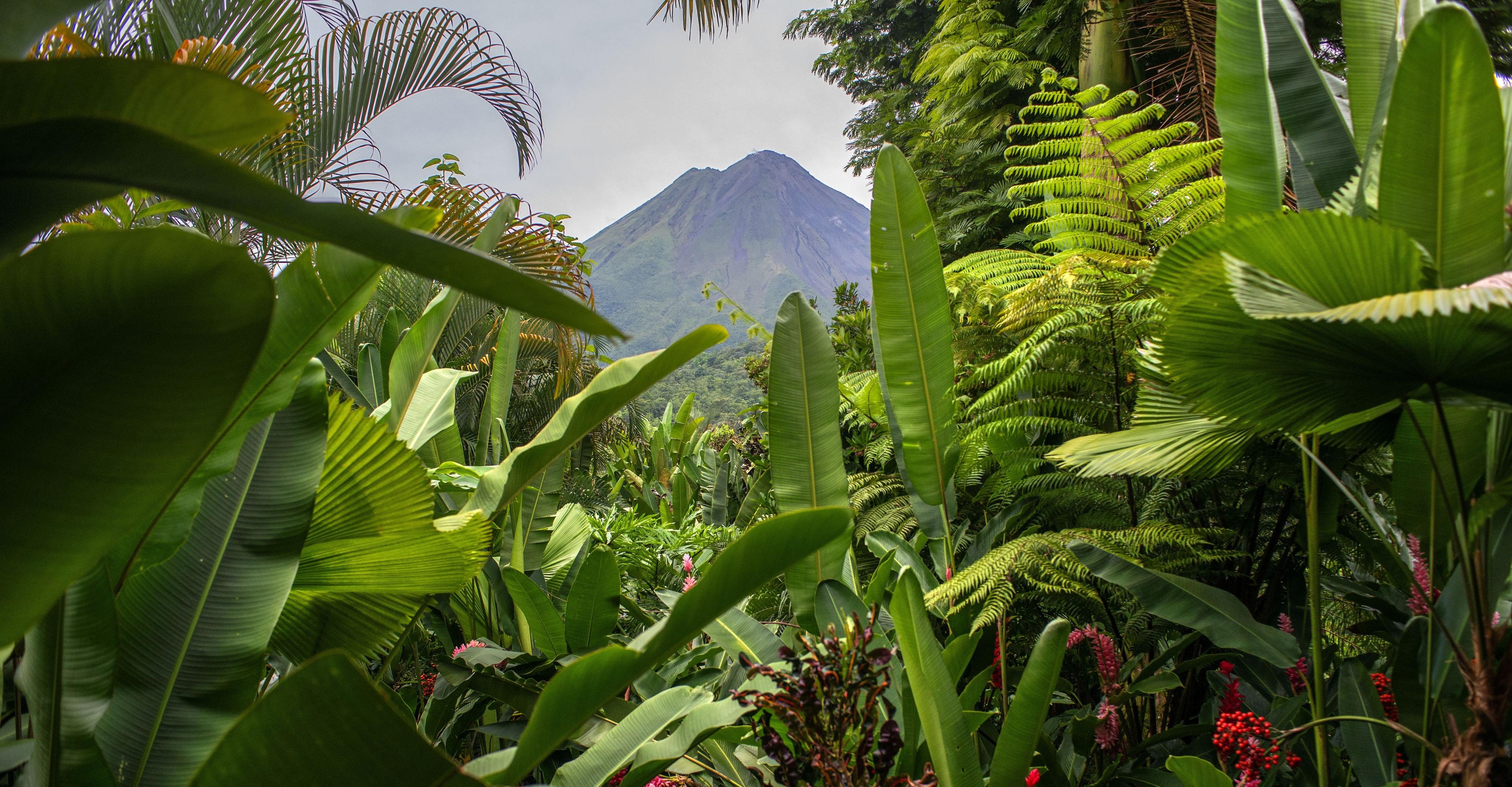 The world’s rainforests are vanishing. In this one country, they’re growing back.