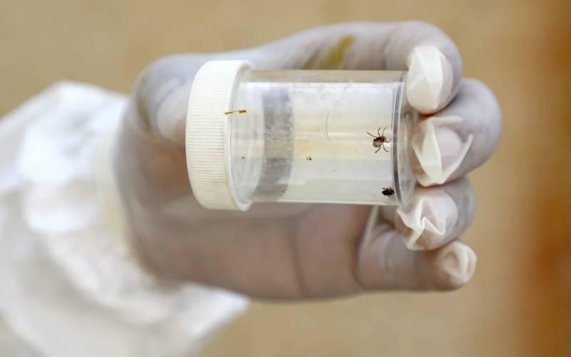 کانگو وائرس سے بچاؤ کیلئےخیبرپختونخوا کے ہسپتالوں میں الرٹ جاری