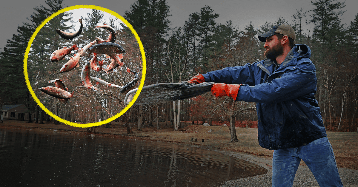 Why are states unleashing millions of these fish?