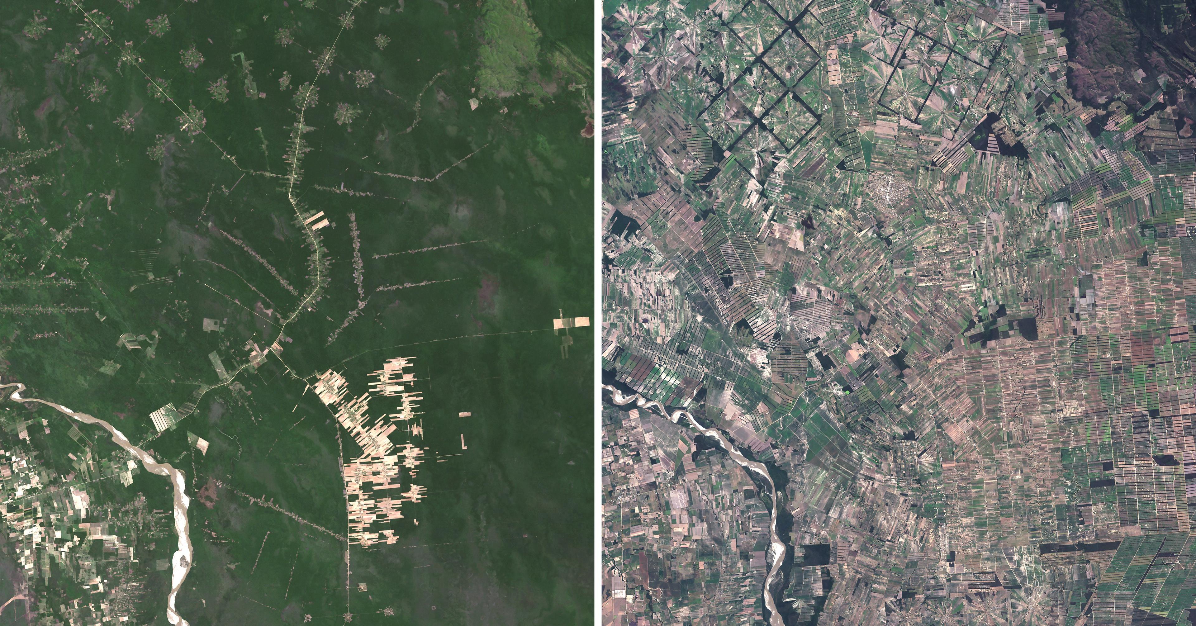 These tropical forests are critically important. Why is this religious sect cutting them down?