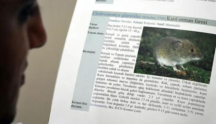 WHO says hantavirus risk low after flight attendant tests negative