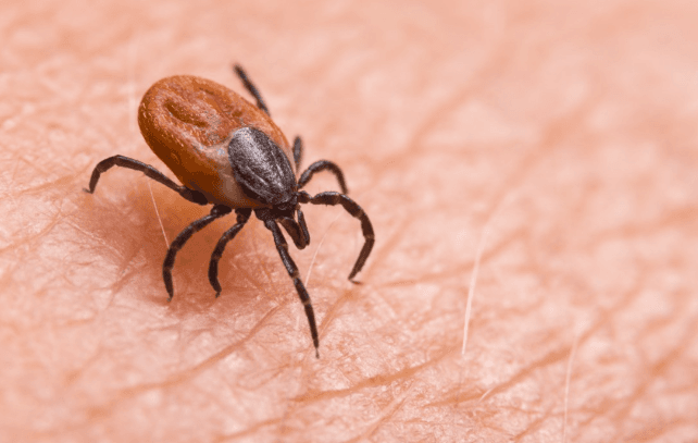 Cases of deadly tick-borne disease in Japan rise faster than 2025