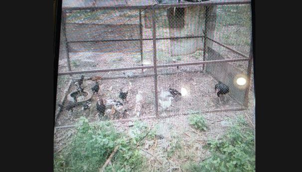 Private poultry farm allegedly operates inside Punjab University's department
