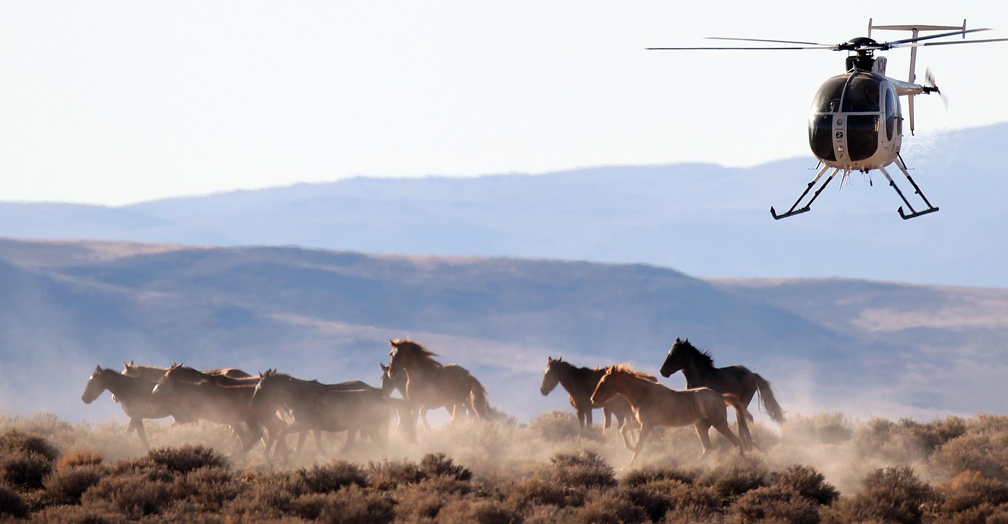 The US beef industry wants America to slaughter wild horses for meat