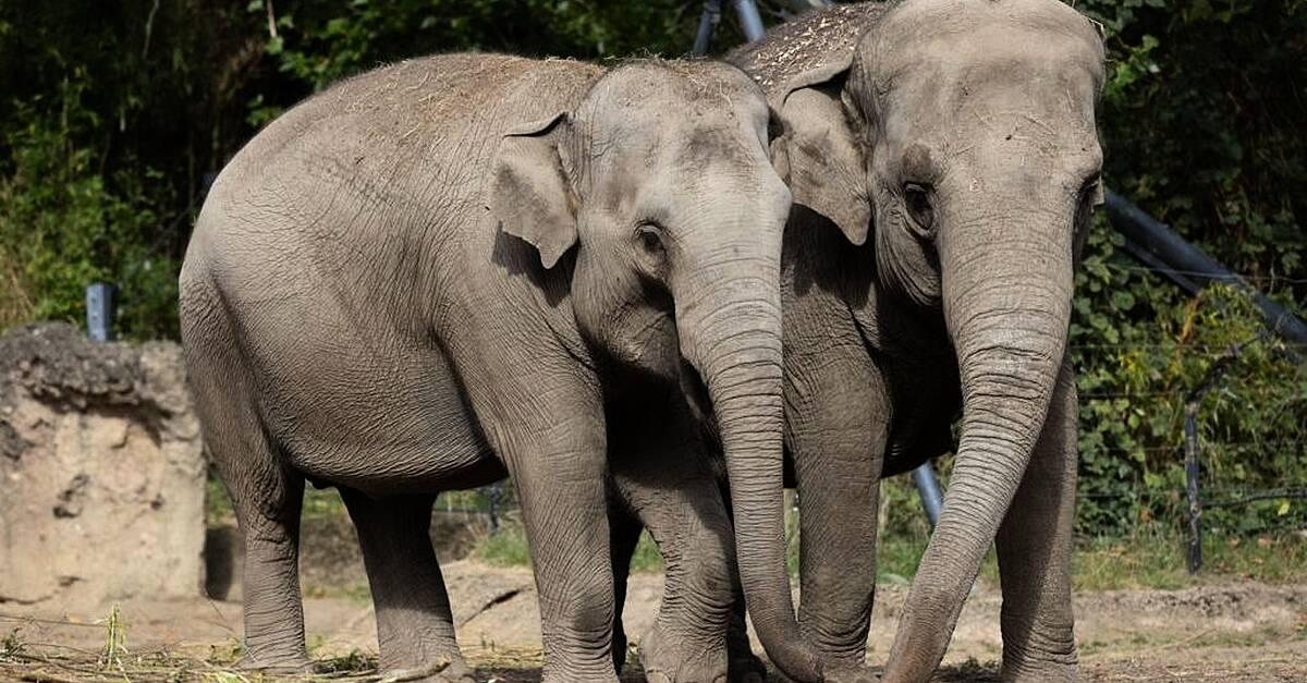 Two female elephants at Safari Park diagnosed with dangerous disease