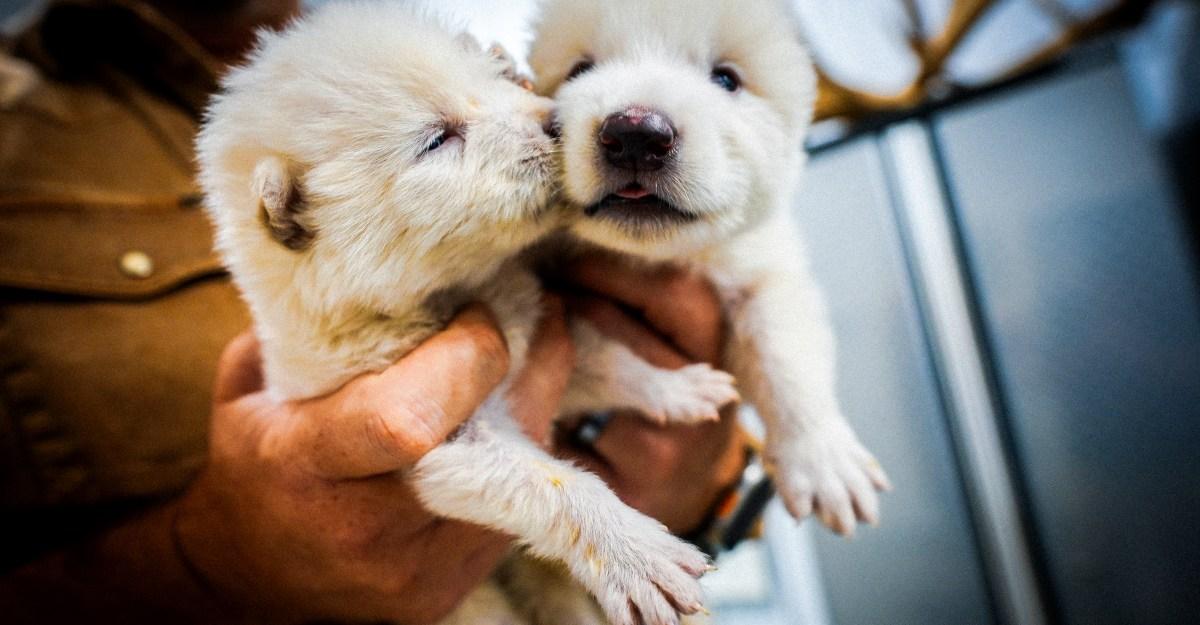 These fluffy white wolves explain everything wrong with bringing back extinct animals