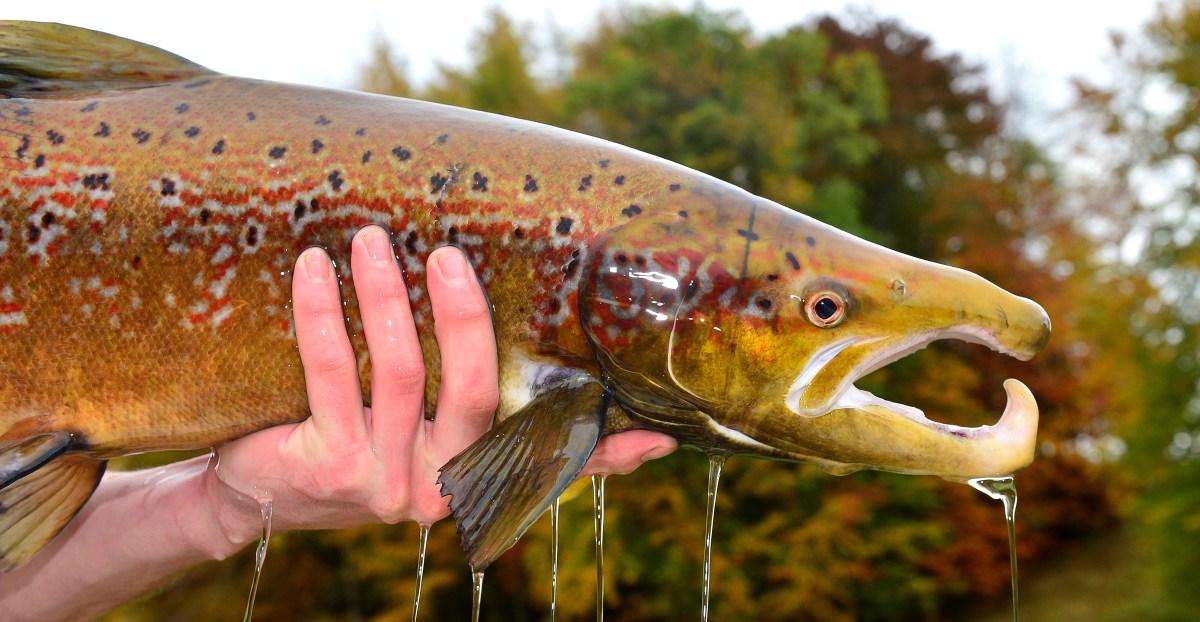 Oops, we accidentally drugged the world’s fish