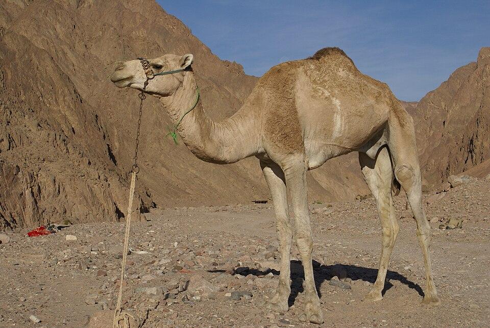 Camel who fell into deep well rescued in Kohat