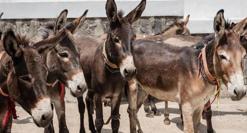 معروف چینی کمپنی کا پشاور میں ہر سال 80 ہزار گدھے پالنے کا فیصلہ