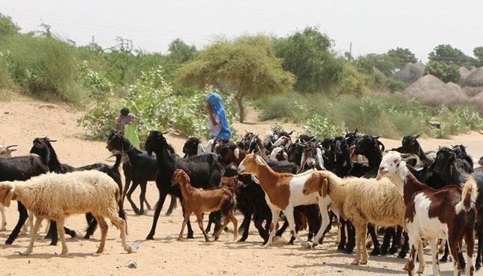پاکستان دشمنی میں بھارتی فوج جانوروں پر بھی ظلم کرنے لگی