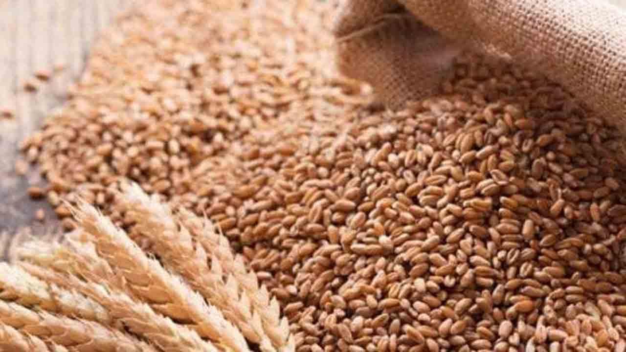 وفاقی حکومت نے 2025-2026 کیلئے گندم پالیسی کی منظوری دے دی،فی من قیمت کتنی مقرر؟