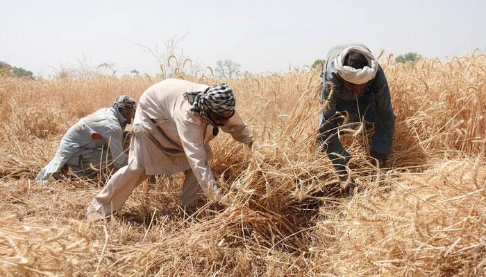 حکومت نے گندم کا ریٹ نہ بڑھایا تو کسان گندم کاشت نہیں کریں گے، کسان اتحاد کا انتباہ