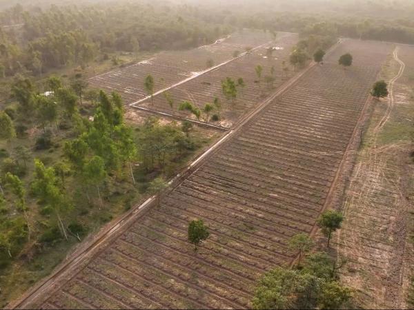 لاہور: اسموگ کے خاتمے کے لیے محکمہ فارسٹ کی کرول جنگل میں دس ہزار پودوں کی شجرکاری