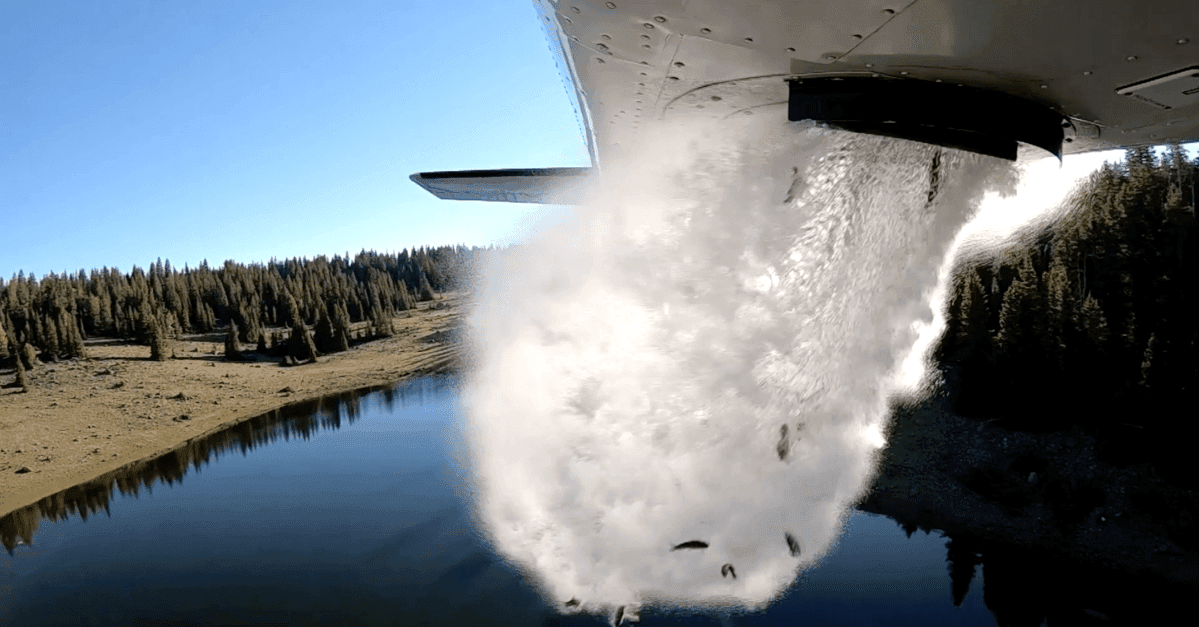 These animals can cause big trouble. Why are states unleashing them by the millions?