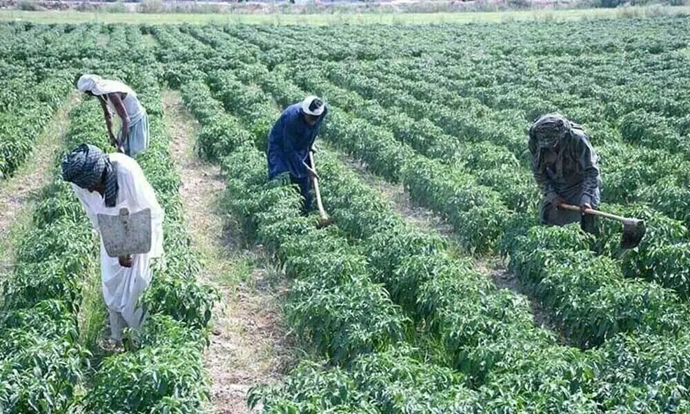 وفاقی حکومت کا کسانوں کو 300ارب کے بلاسود قرضے دینے کا اعلان
